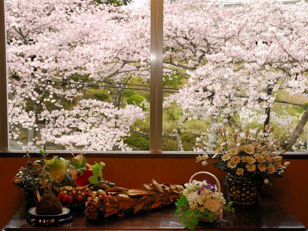 syuhari_sakura.jpg